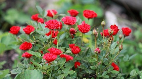 Cây Hoa Hồng Tỉ Muội