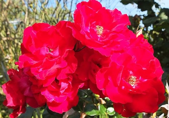 Cây Hoa Hồng Rosa Parkdirektor Riggers