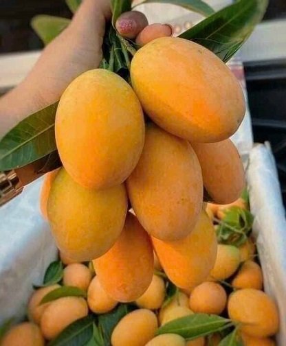 Cây Thanh Trà Giống