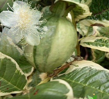 Cây Ổi Cẩm Thạch Ruột Đỏ