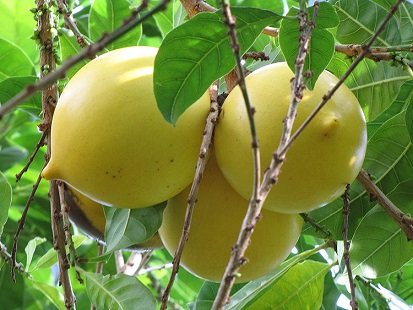 Cây Vú Sữa Hoàng Kim Có Trái