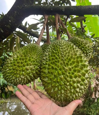 Cây Sầu Riêng Musang King