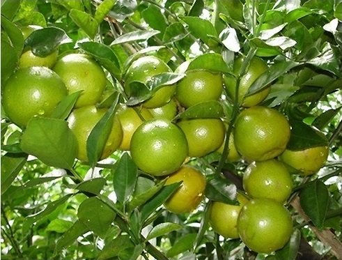 Cây Quýt Đường (Quýt Ngọt)