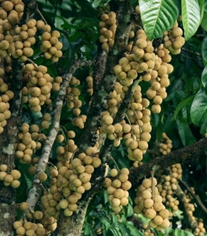 Cây Bòn Bon