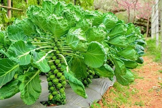 Cây Bắp Cải Mini
