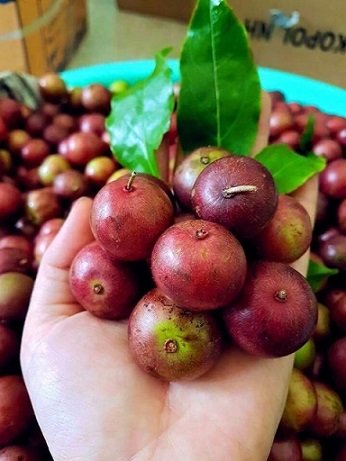 Cây Hồng Quân