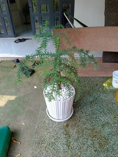 Cây Tùng Xương Cá Để Bàn