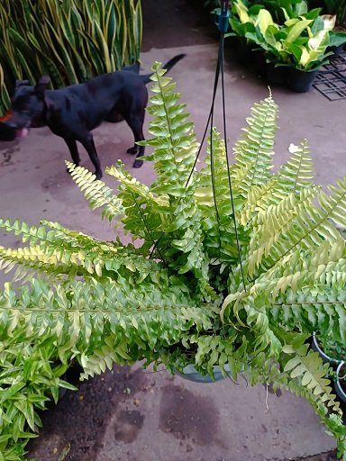 Cây Dương Xỉ Vàng Cẩm Thạch Treo