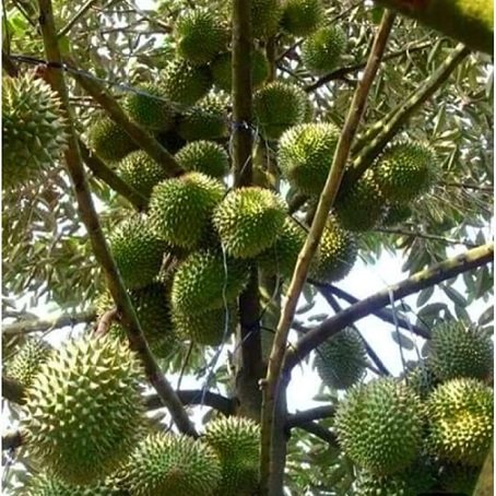 Cây Sầu Riêng Thái Monthong