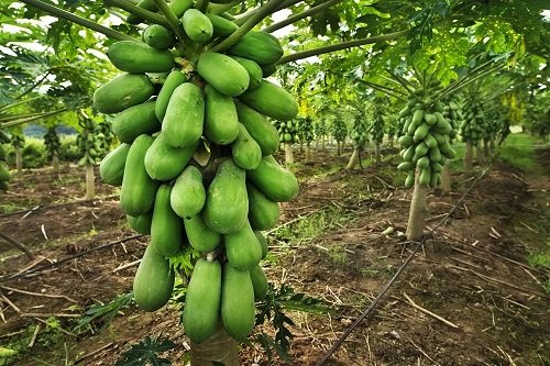 Cây Đu Đủ Lùn Siêu Trái