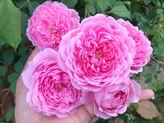 Cây Hoa Hồng Hungtinton Rose