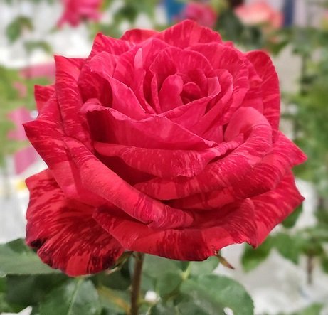 Cây Hoa Hồng Red Intuition