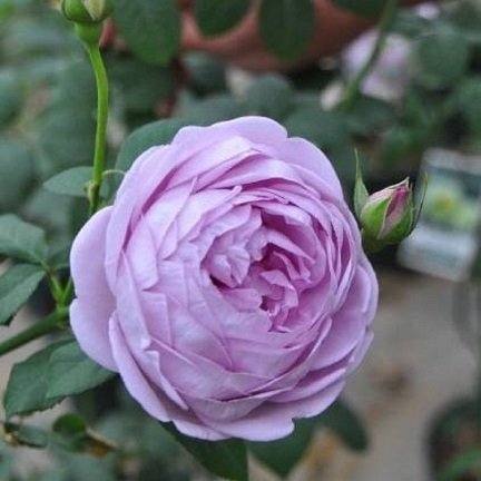 Cây Hoa Hồng Blue Storm Tree Rose