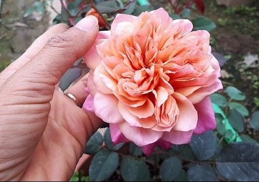 Cây Hoa Hồng Miyabi Tree Rose