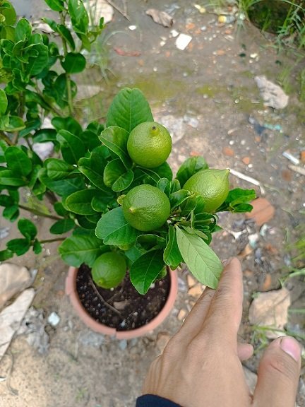 Bán Cây Chanh Vàng Mỹ có trái giá rẻ tại HCM