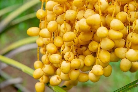 Cây Chà Là Trung Đông Trưởng Thành tại HCM