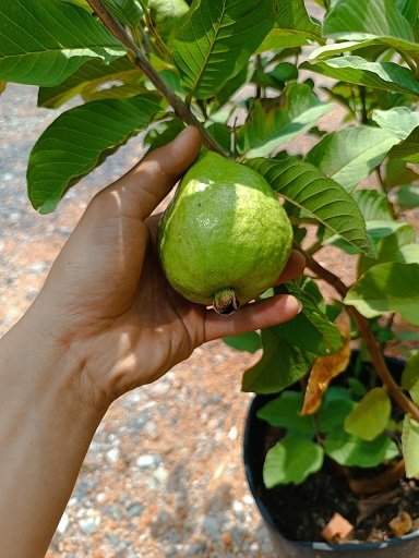 Bán Cây Ổi Nữ Hoàng có trái tại HCM