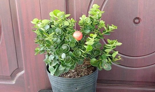 Bán Cây Si Rô Thái tại HCM