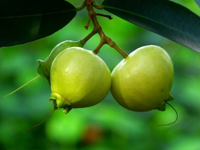 Cây Mận Lý