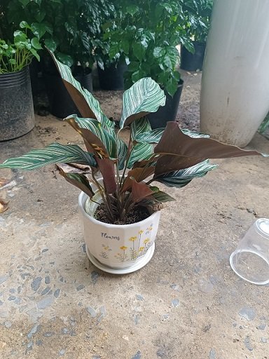 Cây Đuôi Công Tím để bàn