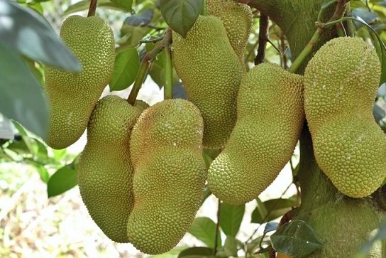 Cây Mít Tố Nữ Sầu Riêng Giống
