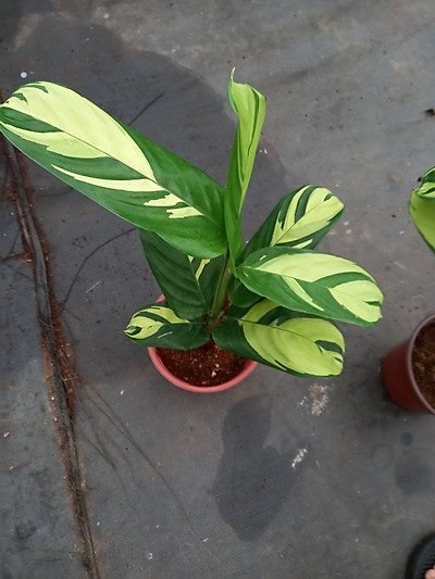 Cây Đuôi Công Sọc Vàng để bàn