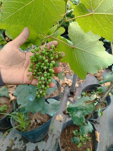 Cây Nho Leo Muscat Bailey tại HCM