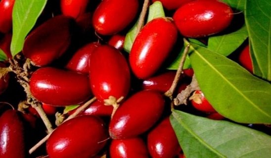 Cây Thần Kỳ giá rẻ tại HCM