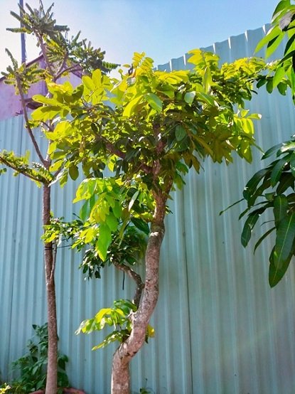 Bán Cây Nhãn Long Trưởng Thành Cao 2m5 3