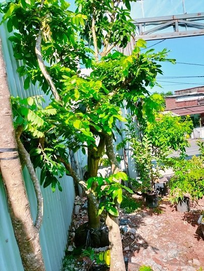 Bán Cây Nhãn Long Trưởng Thành Cao 2m5 2
