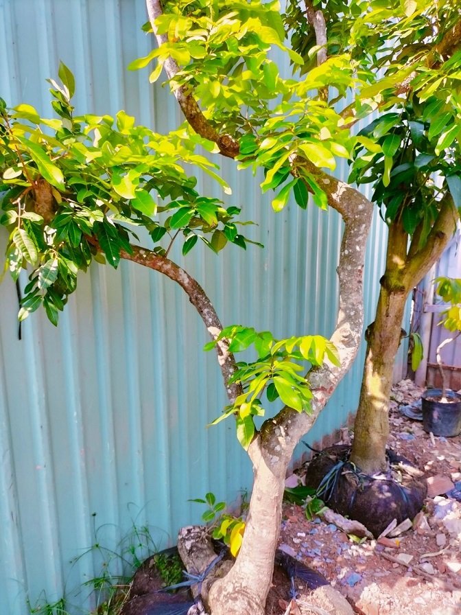 Bán Cây Nhãn Long Trưởng Thành Cao 2m5