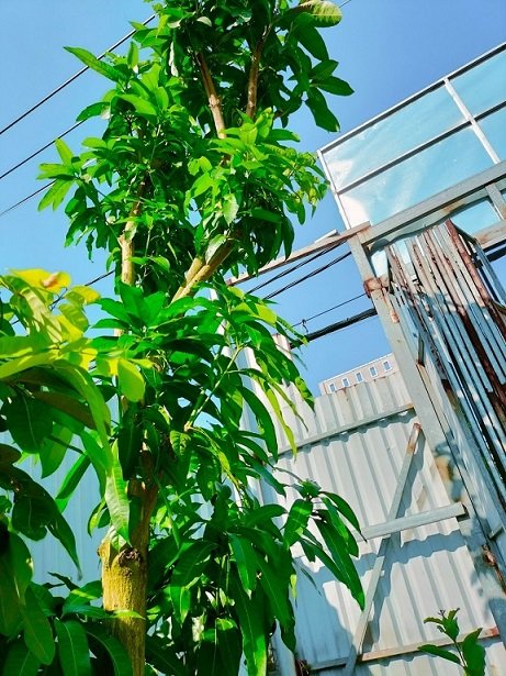 Bán Cây Xoài Đài Loan Trưởng Thành Cao 4m 3
