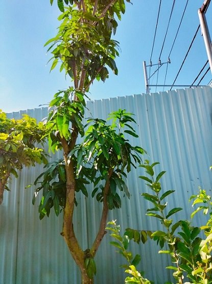 Bán Cây Xoài Đài Loan Trưởng Thành Cao 4m