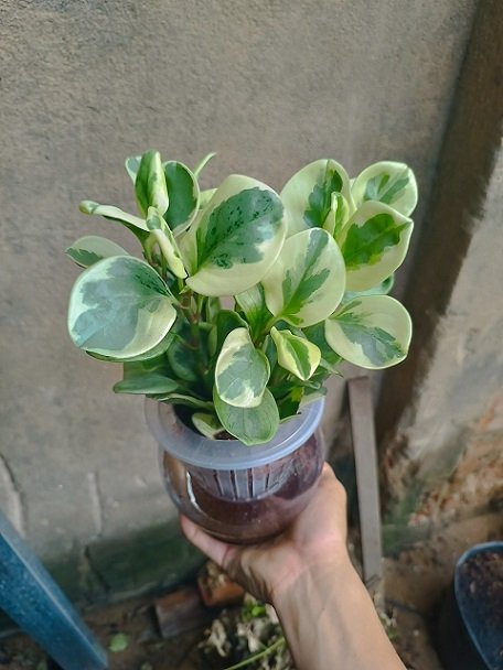 Cây Trường Sinh Cẩm Thạch Thủy Sinh