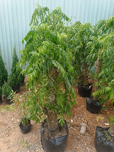 Cây Cóc Thái Gốc Lớn tại HCM
