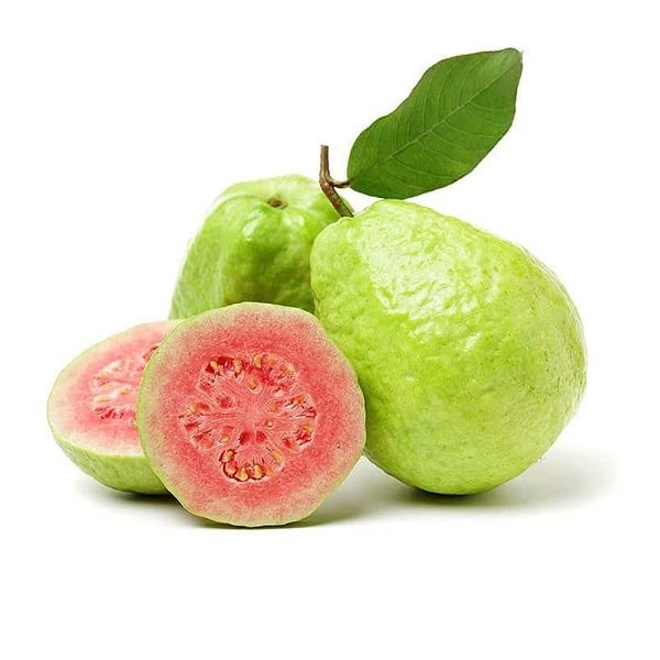 Cây Ổi Tân Châu Trồng Chậu (cây trưởng thành) 2
