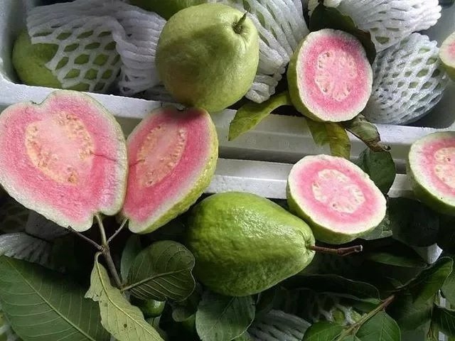 Cây Ổi Tân Châu Trồng Chậu (cây trưởng thành)