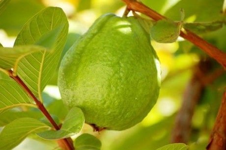 Cây Ổi Tân Châu Trồng Chậu (cây trưởng thành) 3