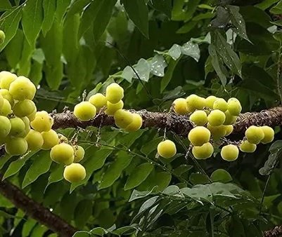 Bán Cây Chùm Ruột Có Trái Ở Quận 12 HCM 3