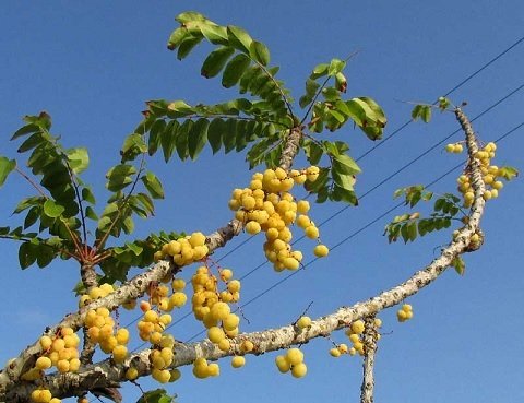 Bán Cây Chùm Ruột Có Trái Ở Quận 12 HCM 2