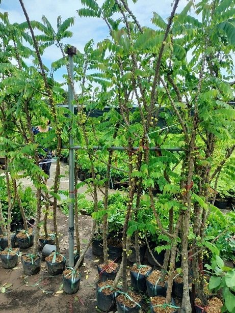 Bán Cây Chùm Ruột Có Trái Ở Quận 12 HCM