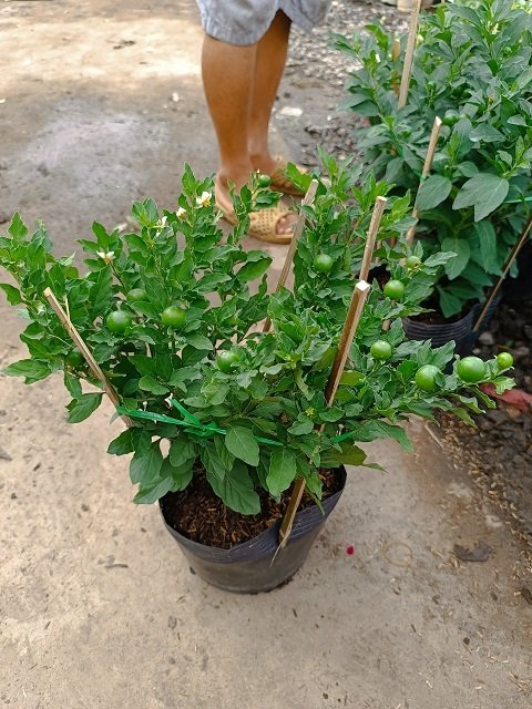Cây Ớt Cherry (Ớt Anh Đào)