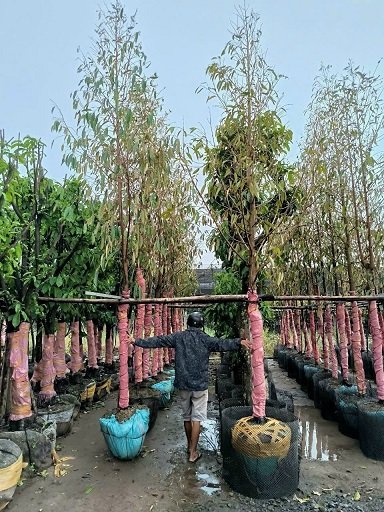 Cây Sầu Riêng Monthong Trưởng Thành tại HCM