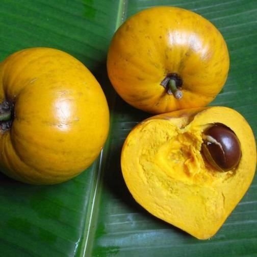 Cây Lê Ki Ma Trưởng Thành tại HCM