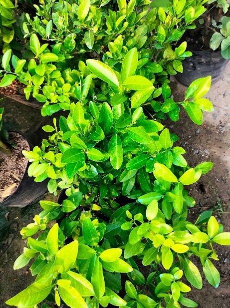 Bán Cây Chanh Tứ Quý Có Trái HCM 3