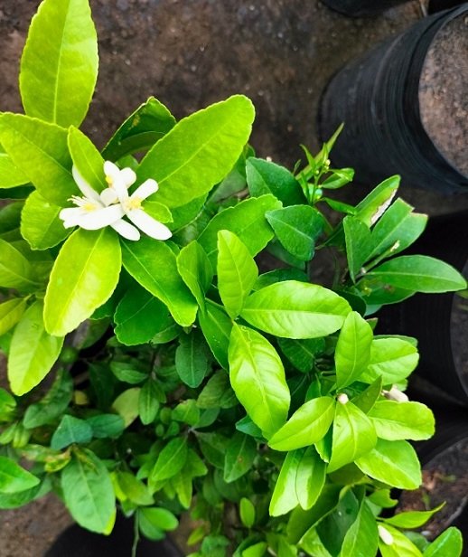 Bán Cây Chanh Tứ Quý Có Trái HCM 2