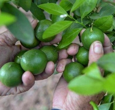 Bán Cây Chanh Tứ Quý Có Trái HCM