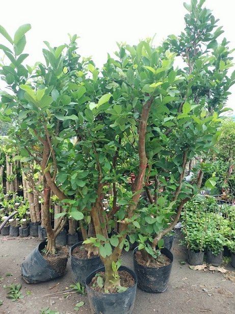 Bán Cây Ổi Nữ Hoàng Trưởng Thành (cây gốc lớn cao hơn 1m5) 3