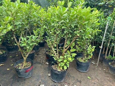 Bán Cây Ổi Nữ Hoàng Trưởng Thành (cây gốc lớn cao hơn 1m5) 2
