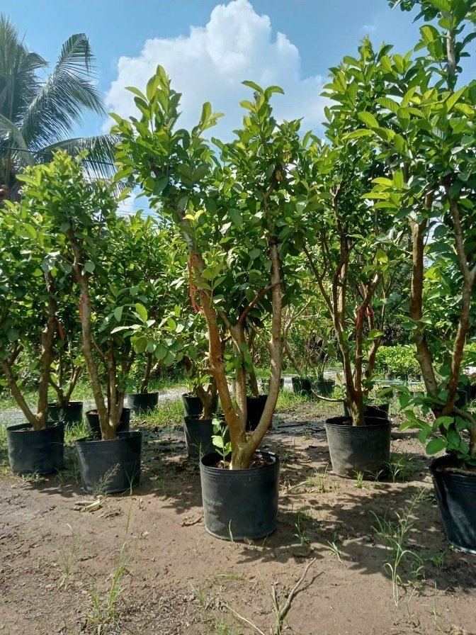 Bán Cây Ổi Nữ Hoàng Trưởng Thành (cây gốc lớn cao hơn 1m5)